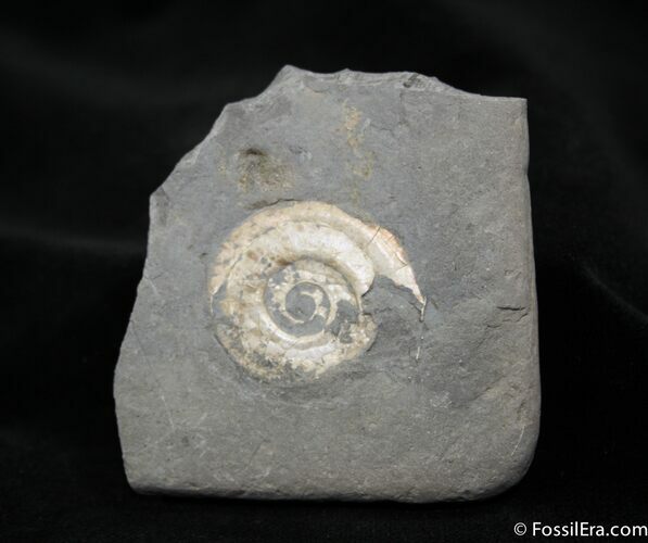 Psiloceras From Great Britain ( inches wide) #1089